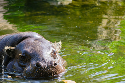 pygmy hippopotamus originating in equatorial forests
