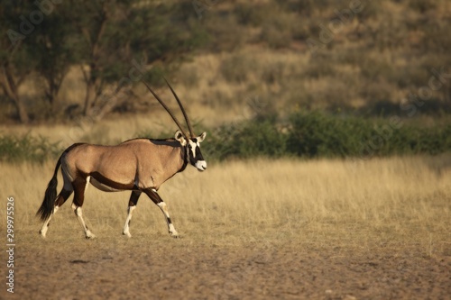 The gemsbok or gemsbuck (Oryx gazella) walking on the sand with sand in the background.
