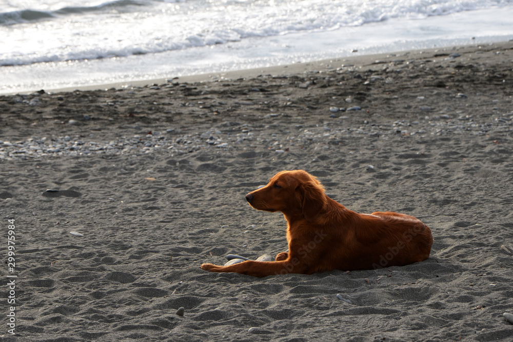 dog on the beach setter by the sea dog on the beach setter by the sea