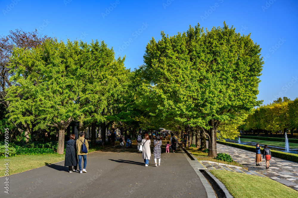 Fototapeta premium 昭和記念公園