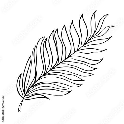 Silhouettes of tropical leaves (coconut palm, monstera, fan palm, rhapis). Set of hand drawn vector illustrations on white background