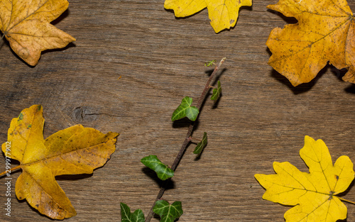 Maple leaf, oak grain