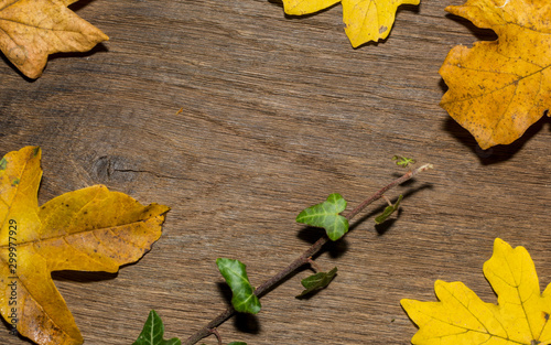 Maple leaf, oak grain