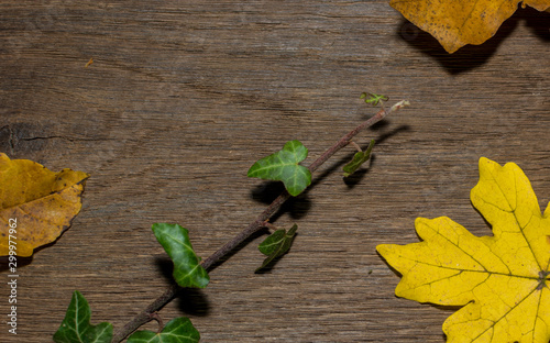 Maple leaf, oak grain