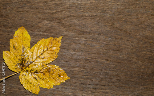 Maple leaf, oak grain