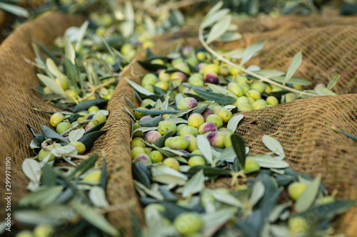 Raccolta olive verdi in Puglia