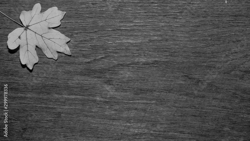 Maple leaf, oak grain photo