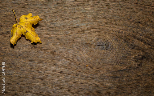 Maple leaf, oak grain