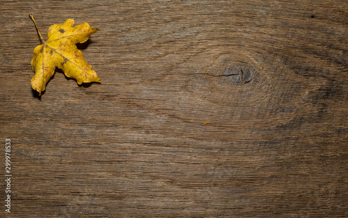 Maple leaf, oak grain photo