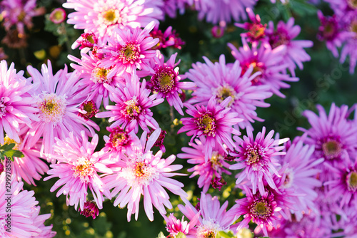 Background of purple pink chrysanthemum flowers in the garden