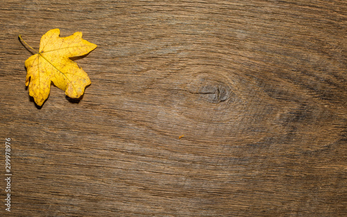 Maple leaf, oak grain