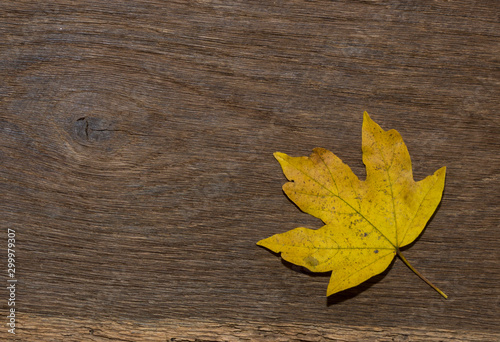 Maple leaf, oak grain