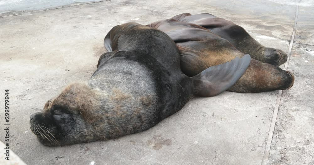 Close up of group of sea wolfs resting at shore, over cement constructed floor. Family of mammals sleeping at coast. Punta del Este port, Maldonado, Uruguay Close up of group of sea wolfs resting at shore, over cement constructed floor. Family of mammals sleeping at coast. Punta del Este port, Maldonado, Uruguay