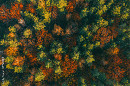 Trees from above in autumn yellow and brown tones. Beautiful background with a top view of the forest