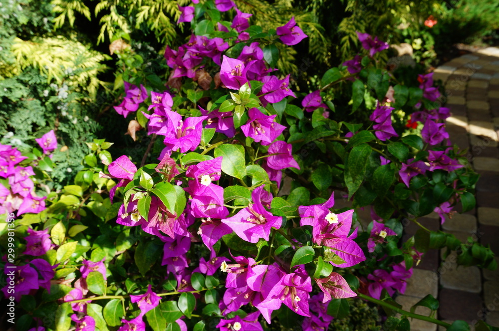 Fototapeta premium pink flowers in the garden