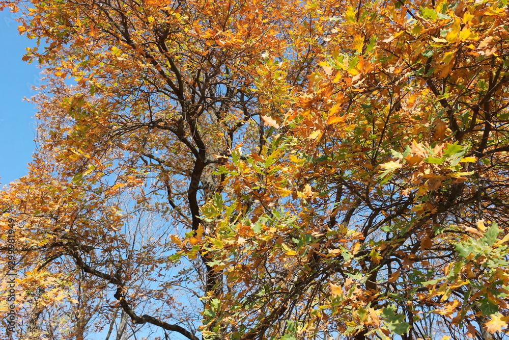 tree in autumn tree in autumn