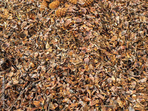 Huge pile of grey pine cones by torn apart by squirrels
