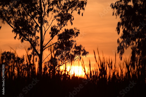 Fototapeta Naklejka Na Ścianę i Meble -  Sunset in the forest