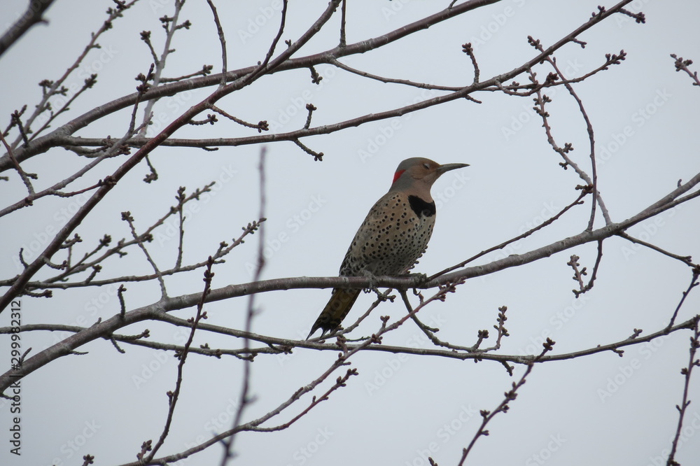 Northern Flicker Northern Flicker