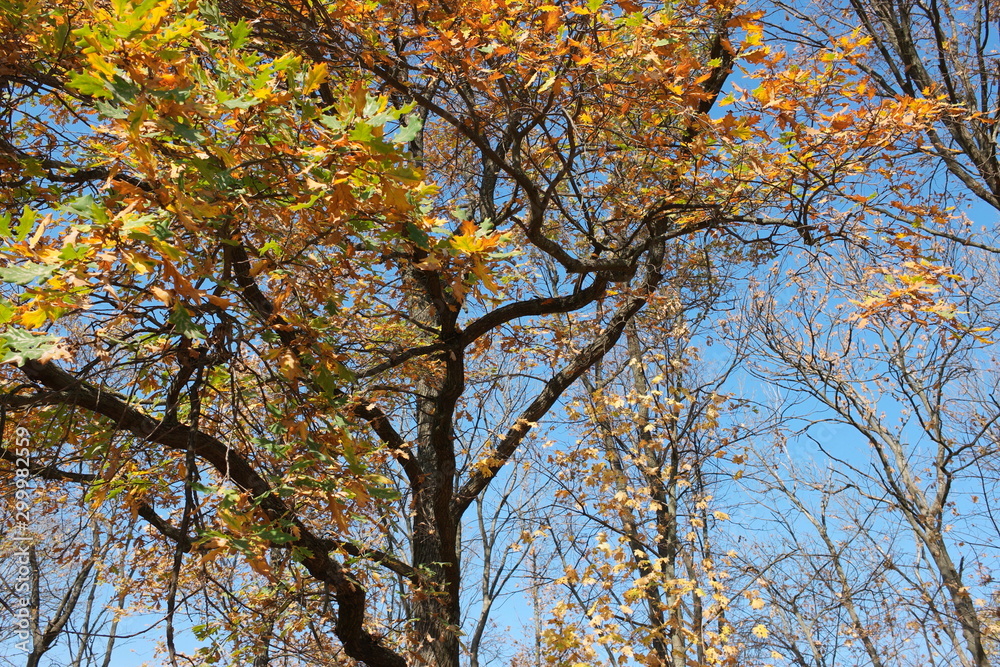 yellow tree in autumn