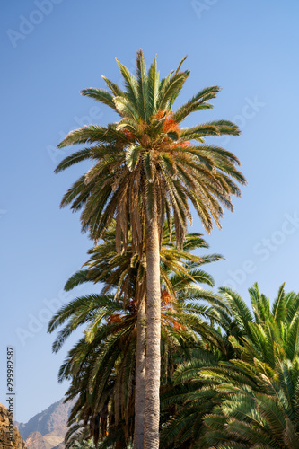 Palm trees against blue sky at tropical coast