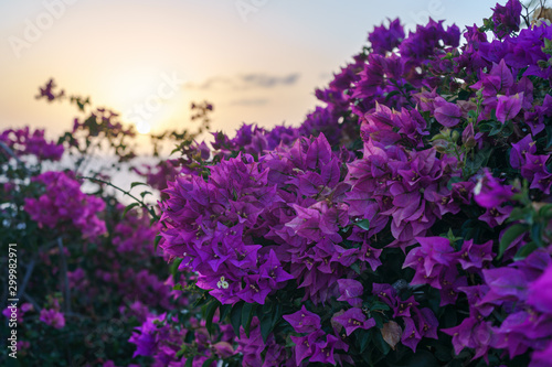 Flowerful big purple bougainvillea plant tree at sundown sunset © Maksims