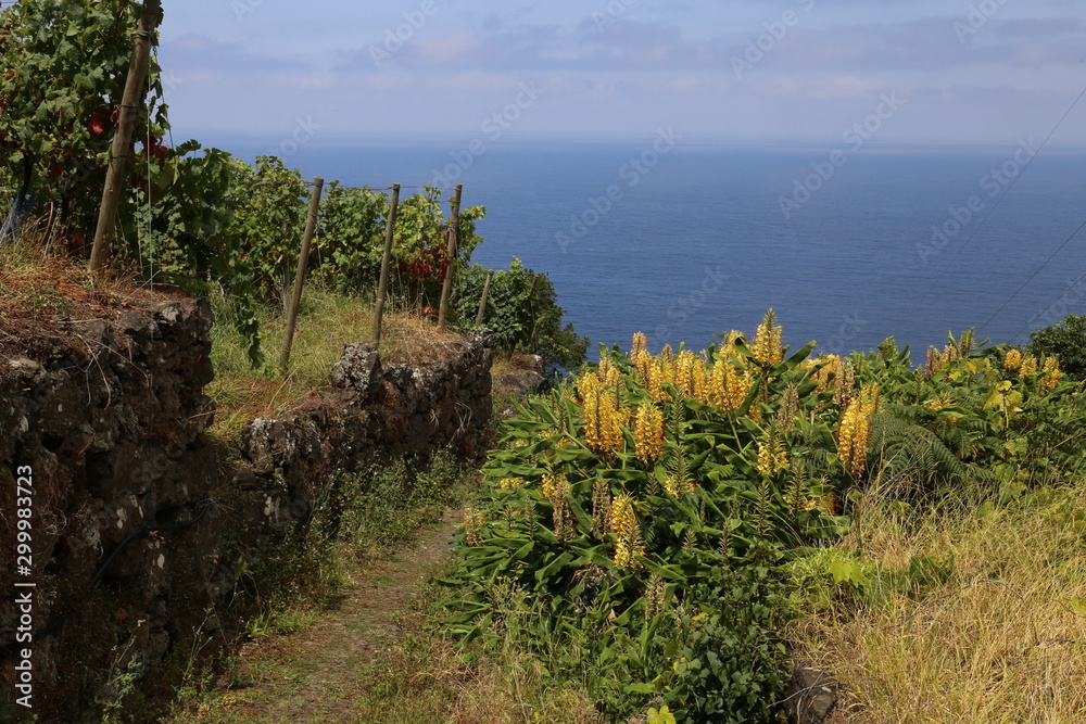 Chemin dans les vignes le long de la cote (Madère)