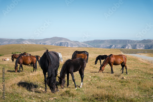 Wild Caucasian horses with their foals graze in the high-mountain meadow of the North Caucasus on a sunny day