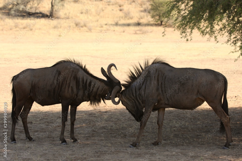 Fototapeta premium Two blue wildebeest (Connochaetes taurinus) fighting in dry red sand in Kalahari desert. Fighting blue wildebeests.