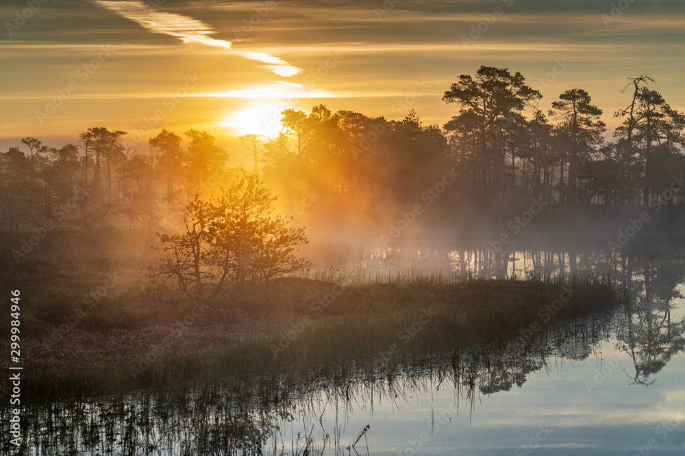 Fototapeta premium Sunrise in the bog landscape. Misty marsh, lakes nature environment background