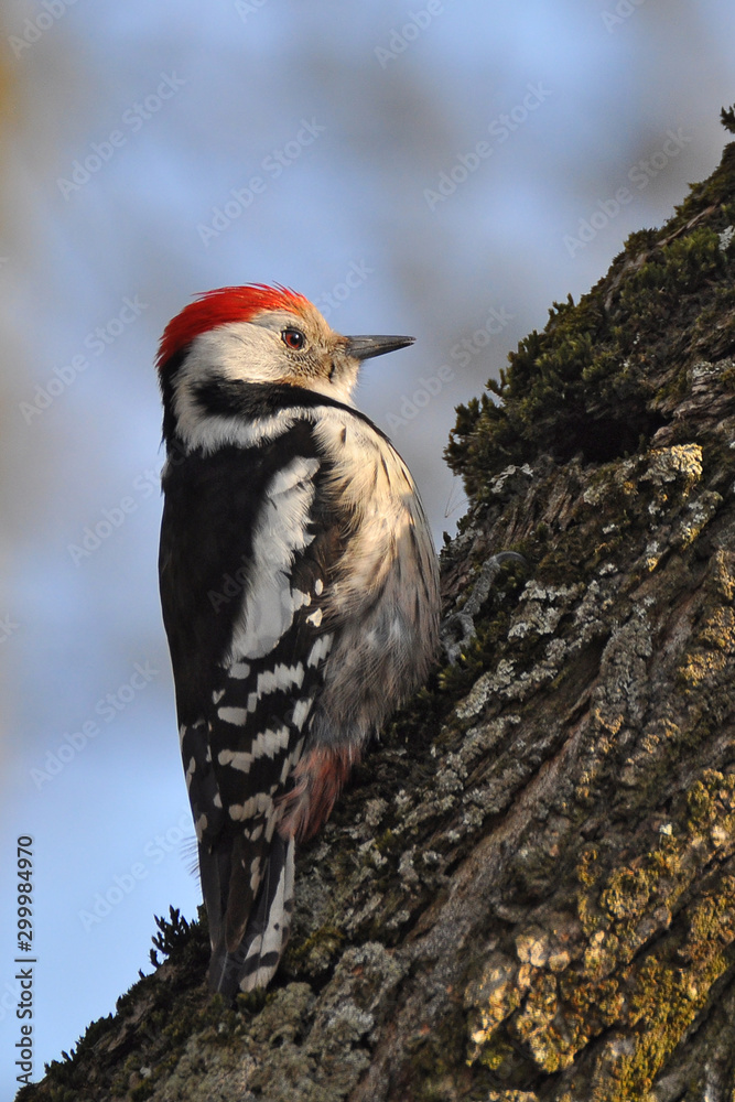 Fototapeta premium Wild bird, Middle Spotted Woodpecker (Dendrocopos medius)