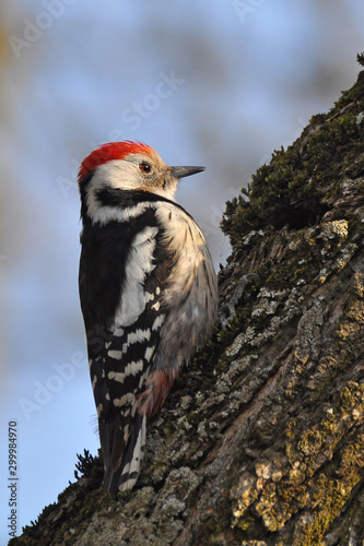 Wild bird  Middle Spotted Woodpecker  Dendrocopos medius 