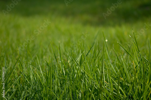 Morning dew on green grass