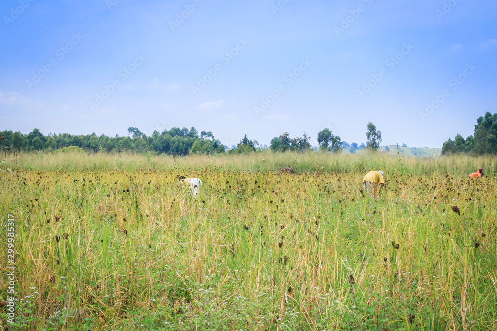 Mixed crop farming of Finger millet (Eleusine coracana) and Maize (Zea mays) plants growing in