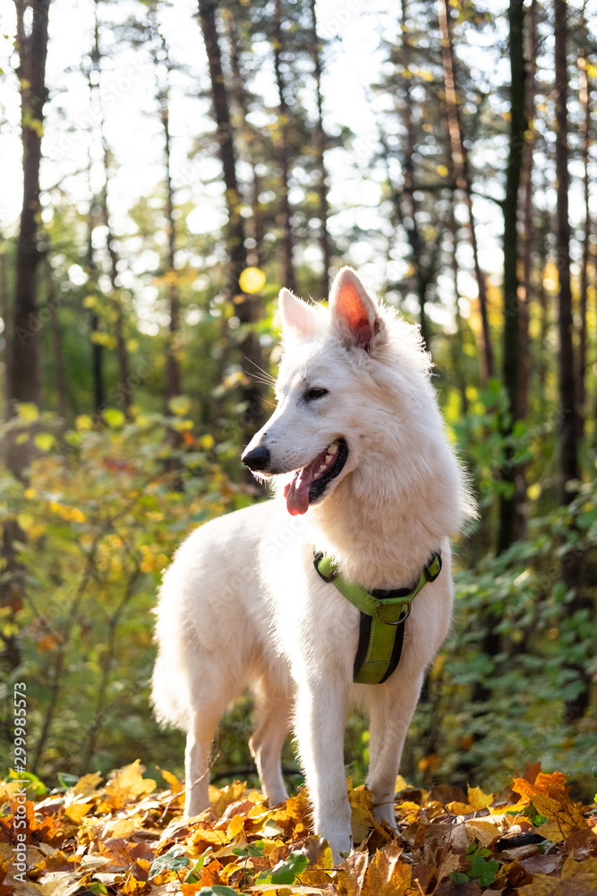 dog in park dog in park