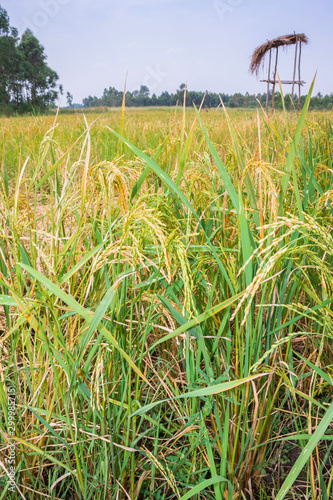 African Rice (Oryza glaberrima)  plants growing in an agricultural field with people harvesting the crop, Uganda, Africa photo