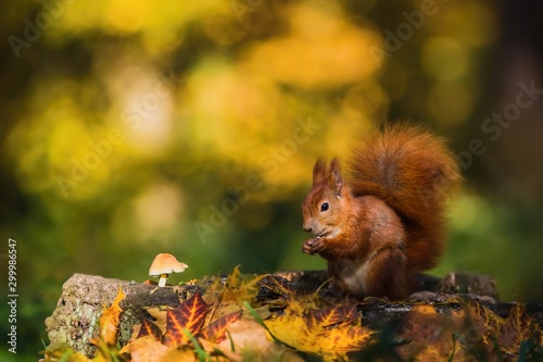 Cute red Eurasian squirrel with fluffy tail sitting on a tree stump covered with colorful leaves and a mushroom feeding on seeds. Sunny autumn day in a deep forest. Blurry yellow and brown background.