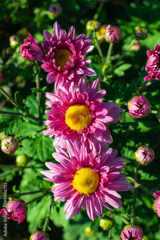 Pink chrysanthemums close up in autumn Sunny day in the garden. Autumn flowers. Flower head