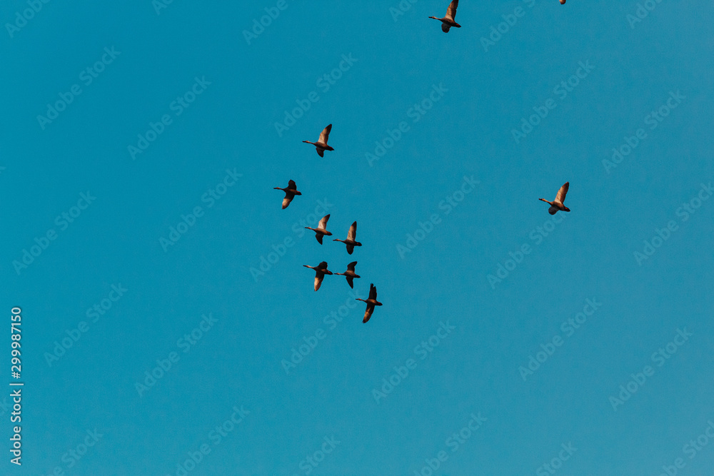 Flock of birds flying against the blue sky Flock of birds flying against the blue sky