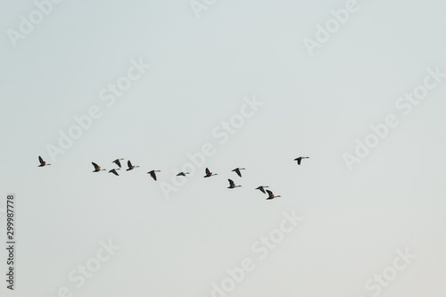 Flock of birds flying against the blue sky