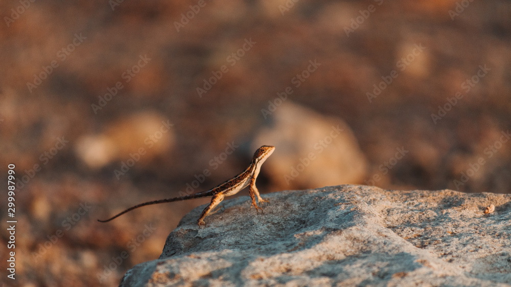 View of the brown anole lizard on a rock View of the brown anole lizard on a rock