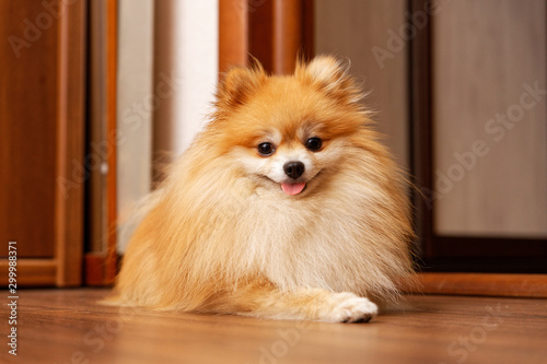 Dog pomeranian spitz lying on the floor and looking directly at the camera. Shallow focus.