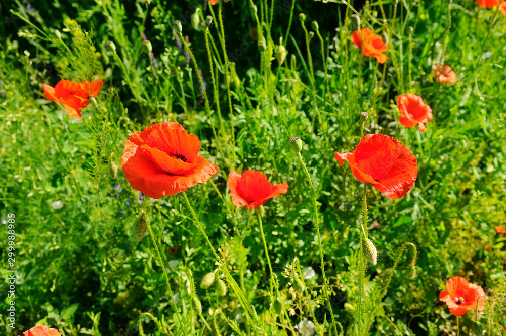 Naklejka premium Scarlet poppies in a green meadow.