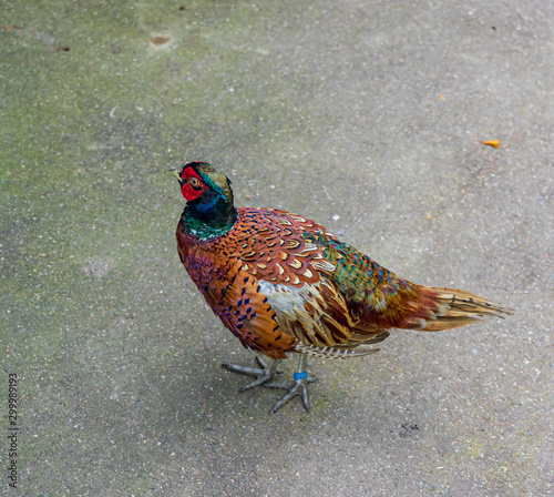 Colorful partridge on stone ground photo