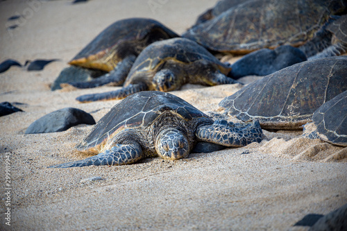 Group of Hawaiian sea turtles resting at the beach on Maui