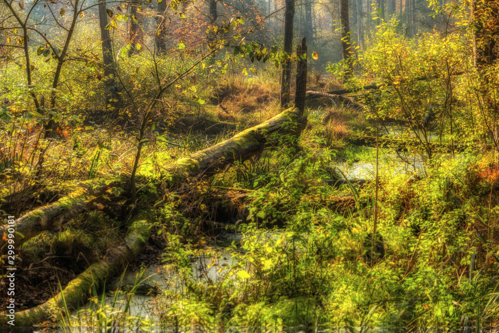 Fototapeta Kaltenhofer Moor in Schleswig-Holstein in Germany
