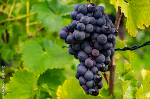 Ripe grapes hang on the vine in the vineyard