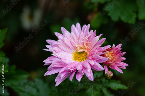 Bright pink flowers of aster in autumn on dark background