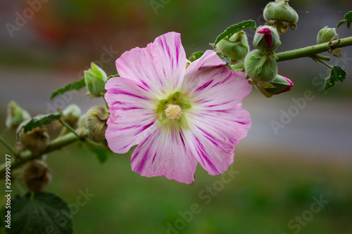 Bright light-pink flower of mallow in autumn on green background