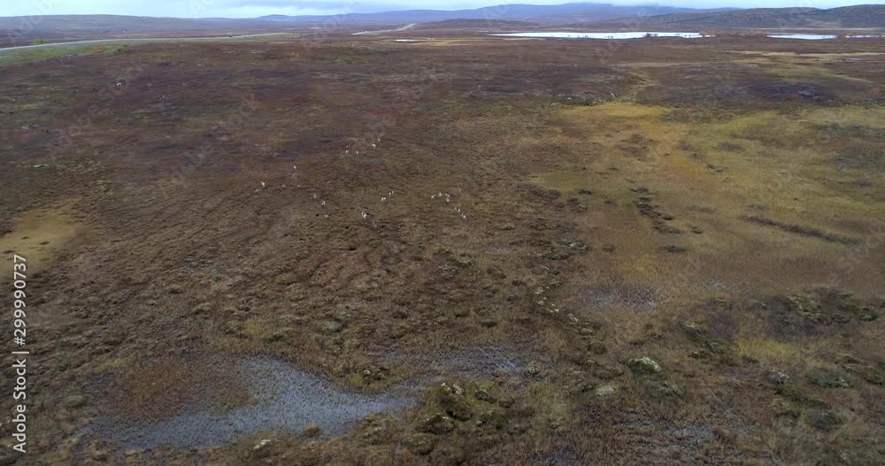 Aerial shot of a herd of reindeers running in Finnmark, north of Norway. Aerial shot of a herd of reindeers running in Finnmark, north of Norway.